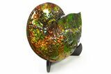 Ammonite Fossil with Mosasaur Bite Marks - Precious Ammolite! #334655-3